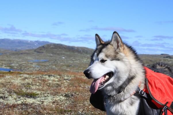 アラスカンマラミュートの子犬を迎えるには？