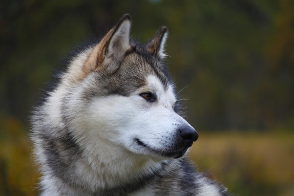 アラスカンマラミュートがかかりやすい病気とは？