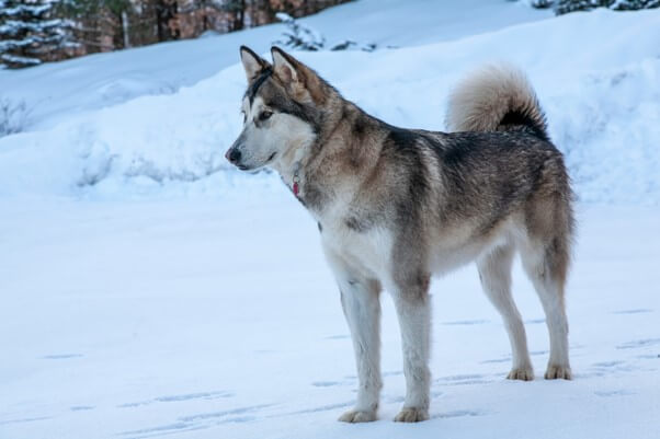 アラスカンマラミュートとは？