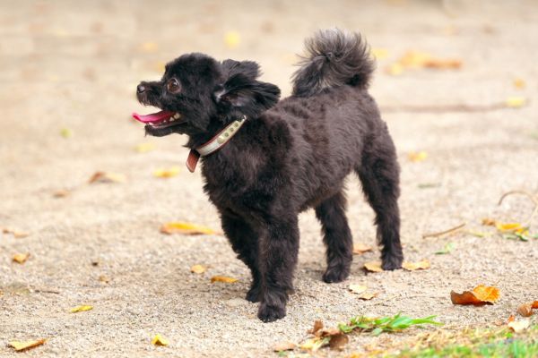 チワプーを飼うときのポイント