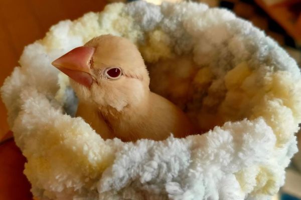 文鳥の雛の値段相場