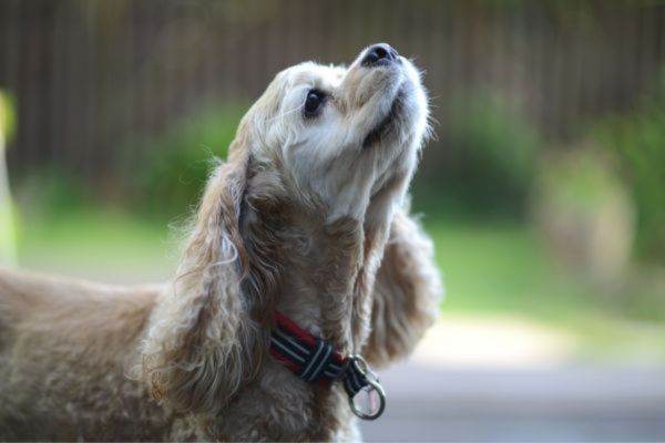 まとめ｜アメリカン・コッカー・スパニエルの特徴を理解してから家族に迎えましょう