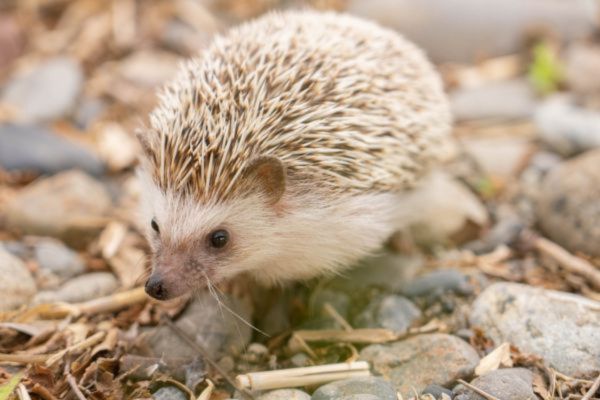 ハリネズミを飼育する前に知っておきたい基本情報