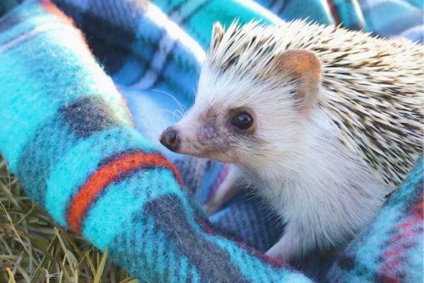 ハリネズミの飼育にかかる費用相場