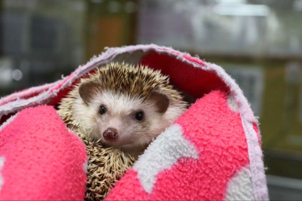 ストレスフリーな飼育環境作り