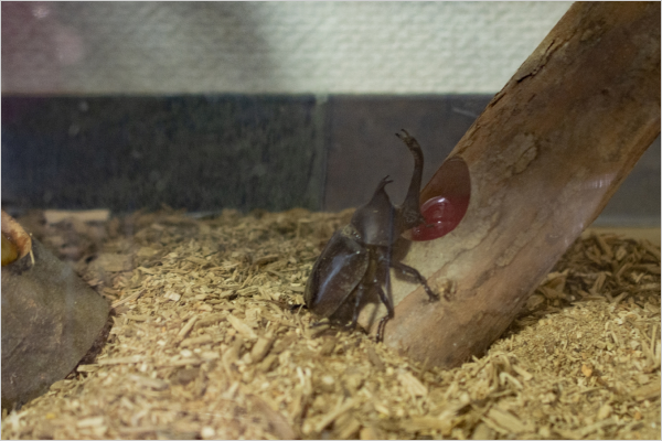 カブトムシの飼育環境作り