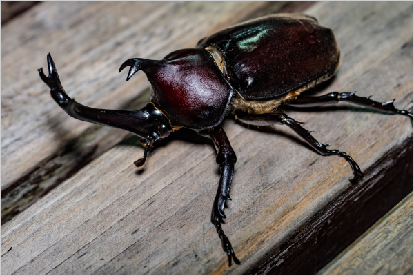 ヤマトカブトムシ