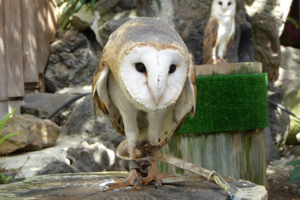 メンフクロウがゆらゆら揺れるのはなぜ？