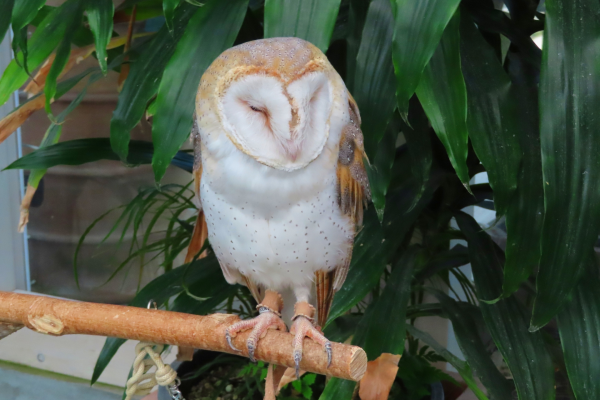 メンフクロウの飼育方法