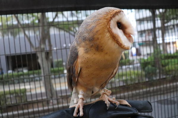 メンフクロウの飼育に必要な用品