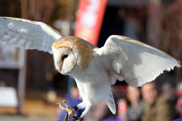 メンフクロウを飼育する際の注意点