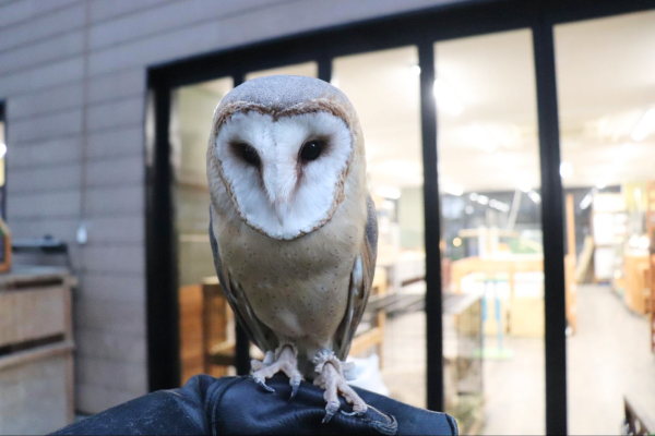 まとめ：メンフクロウとの暮らしを始めよう