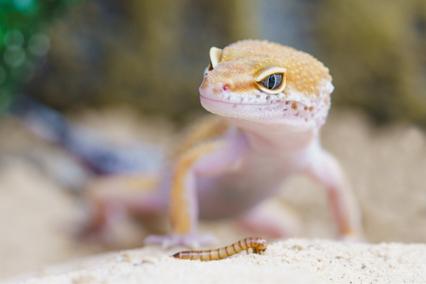 ヒョウモントカゲモドキの餌について