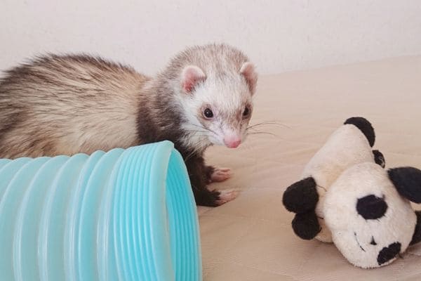 フェレットを飼う際に必要な費用