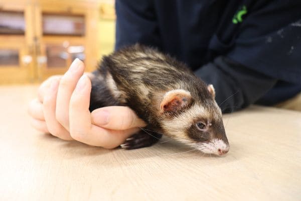 フェレットのしつけと日常ケア