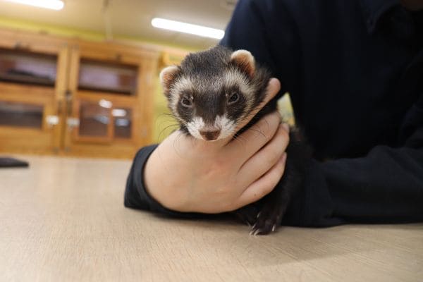 フェレットを飼うために必要な知識とポイント