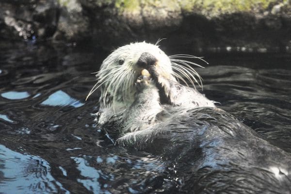 ラッコはなぜ絶滅危惧種に？かわいい生態やラッコを守るためにできることを紹介のサムネイル画像