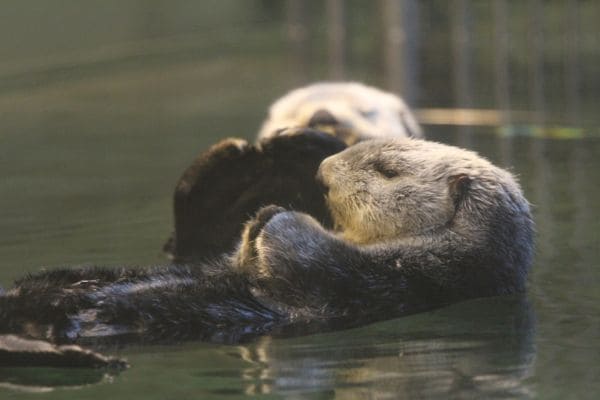 ラッコってどんな生き物？