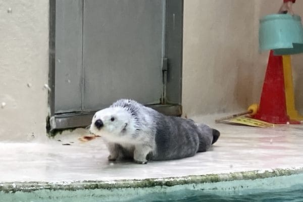 日本国内でラッコに会える水族館