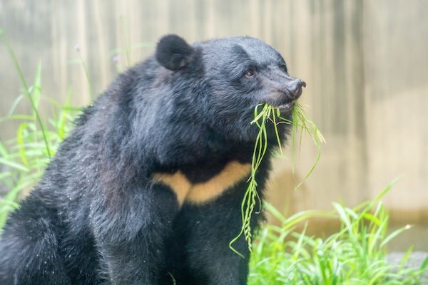 世界のクマを徹底解説！日本に生息する2種類から世界の8種類まで、その特徴や生態を学ぼうのサムネイル画像