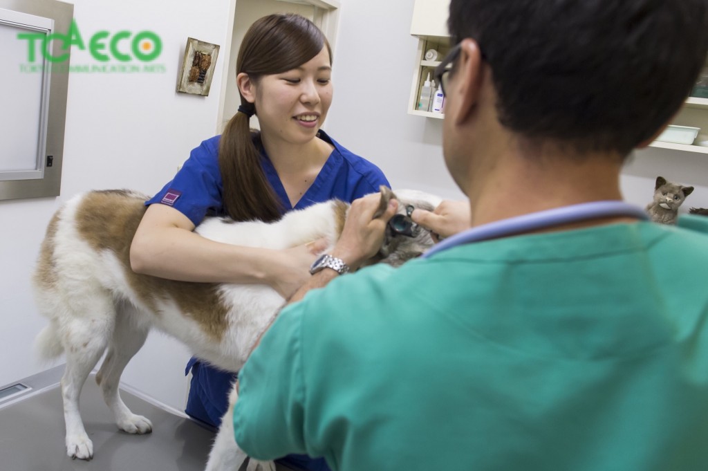 動物看護師の卒業生さんたちからのメッセージのサムネイル画像