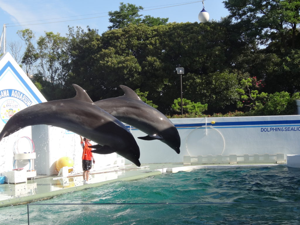 そうだ！しながわ水族館へ行こう！のサムネイル画像