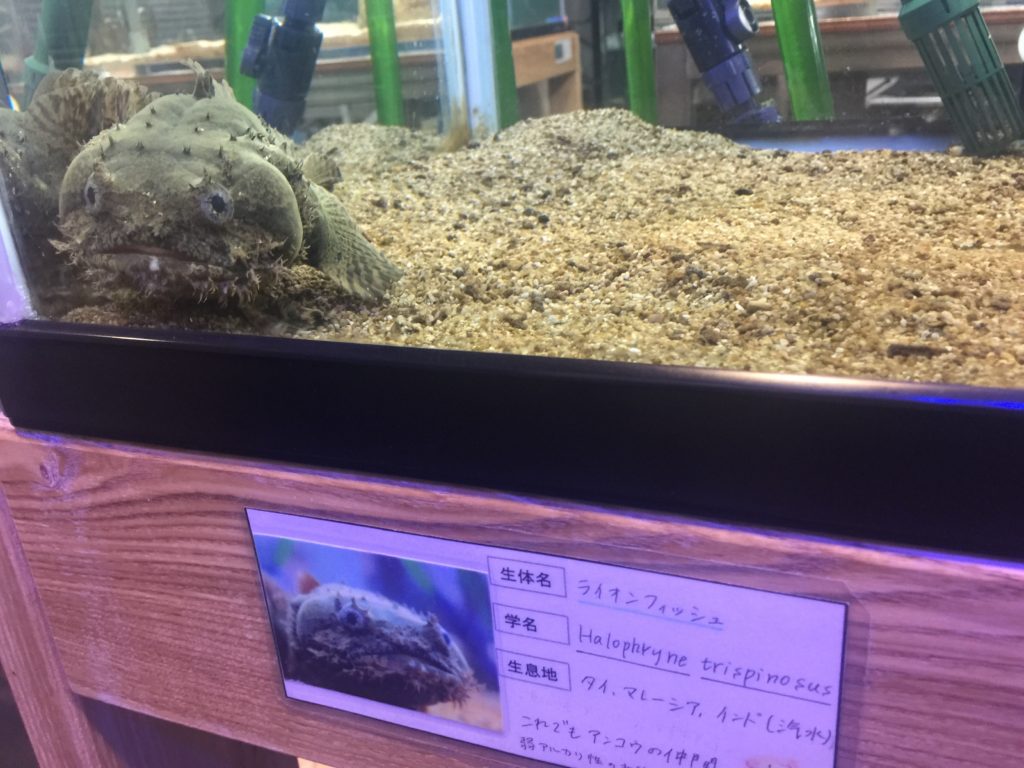 アクアルームの仲間🐟のサムネイル画像