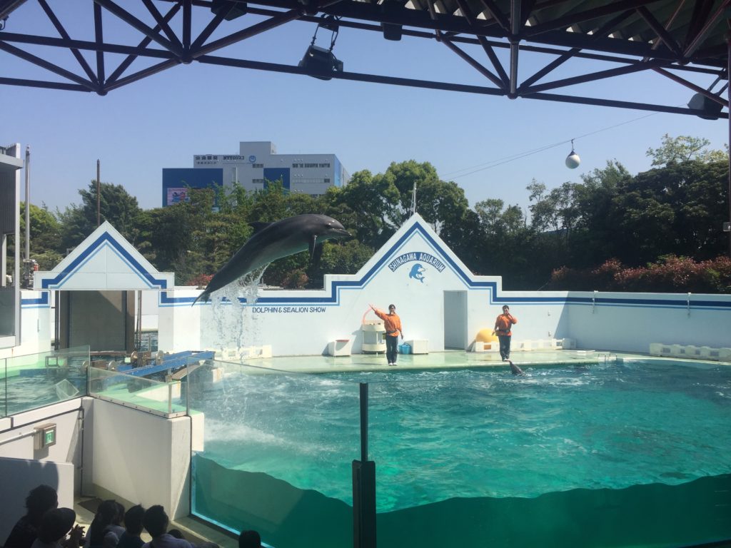 しながわ水族館へ行ってきました🎵のサムネイル画像