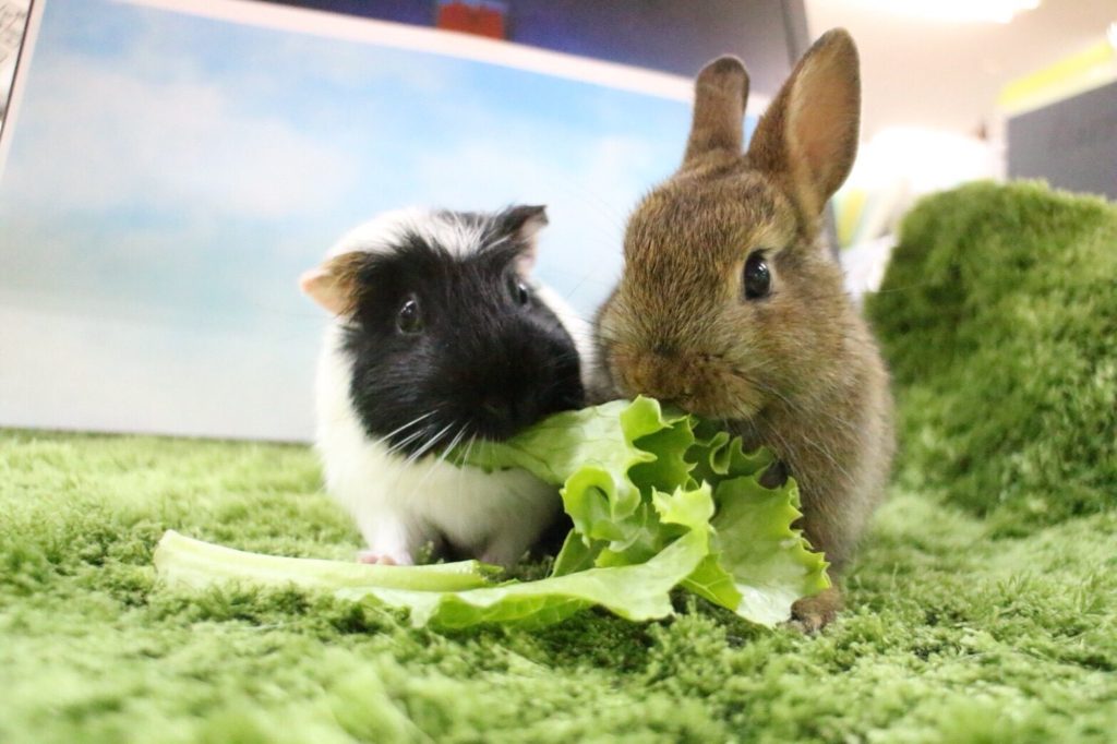 とっても仲良しな2人組み♪のサムネイル画像