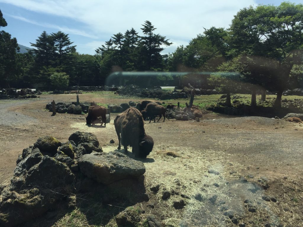 富士サファリパークへおでかけ♪のサムネイル画像