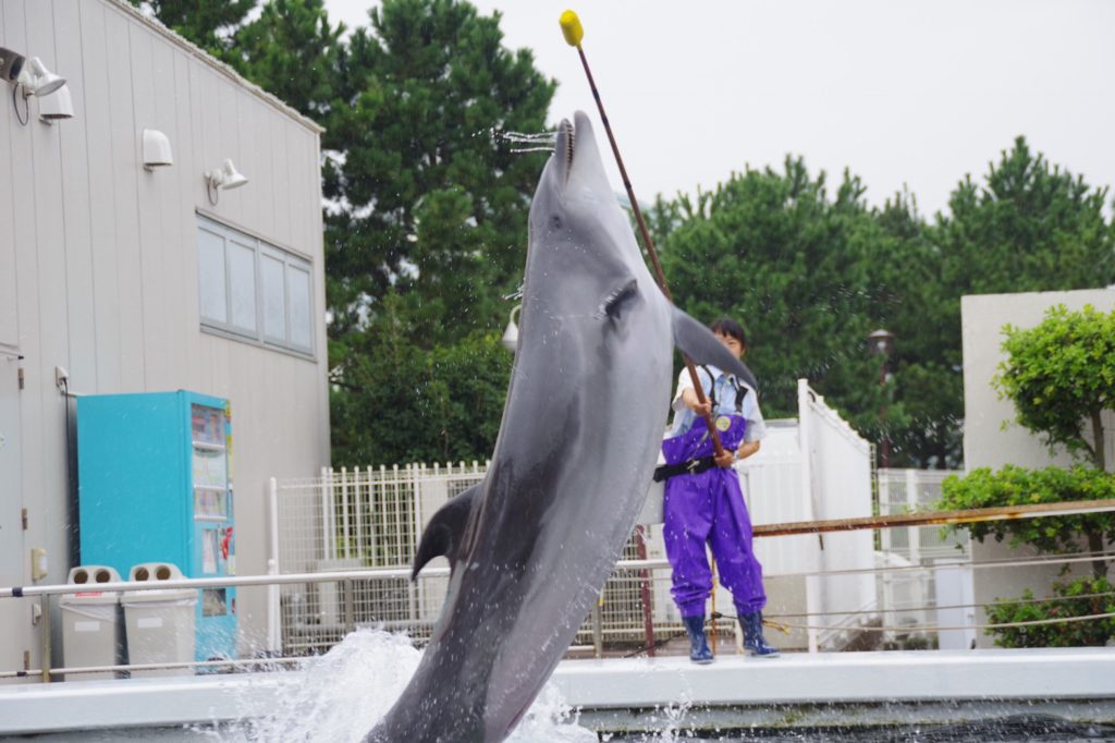 シーパラ実習に行ってきました！！のサムネイル画像