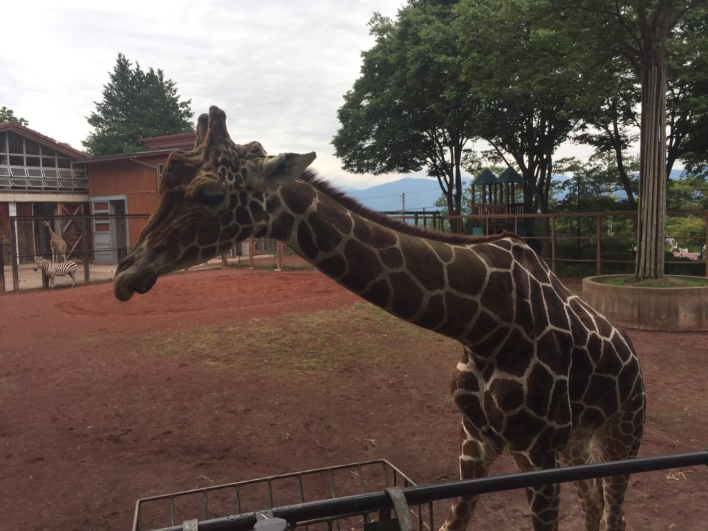 企業訪問で茶臼山動物園へお邪魔しました。のサムネイル画像