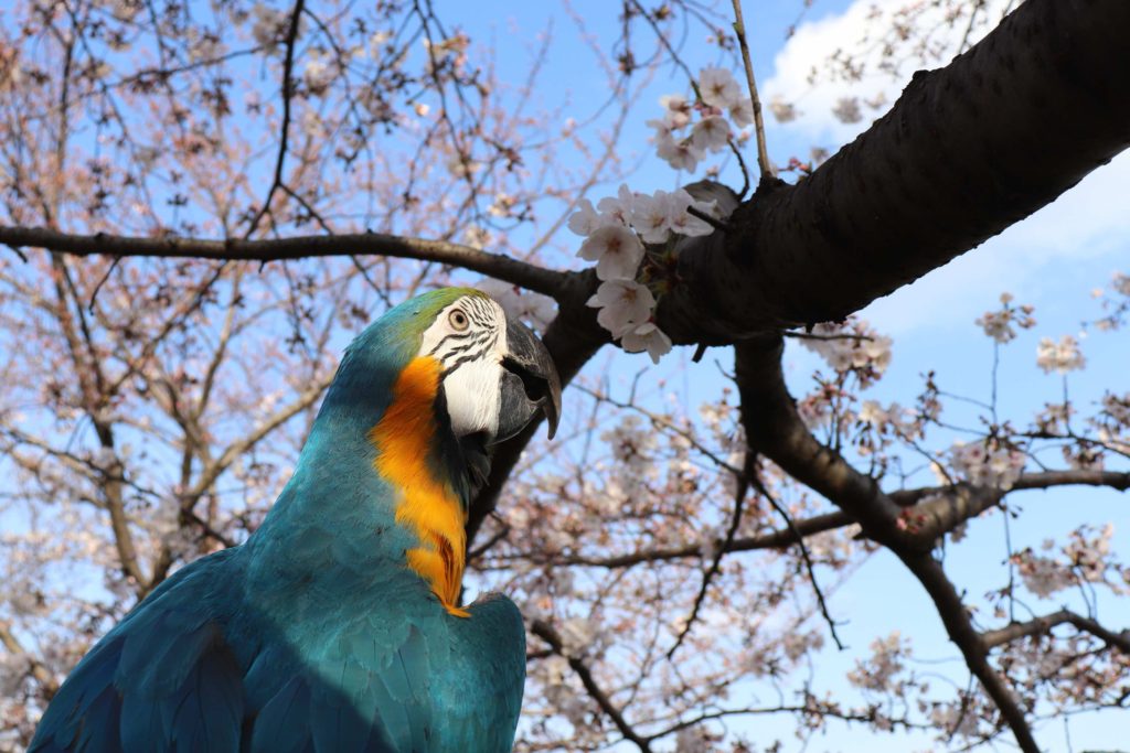 小松川ふれあい移動動物園に行ってきましたのサムネイル画像