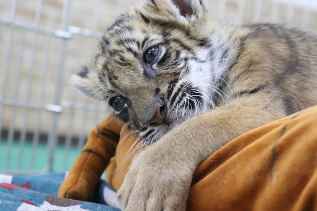 ECO動物園オープンのサムネイル画像