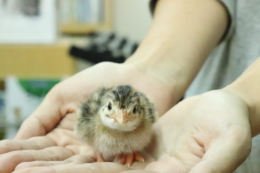 ホロホロチョウ成長しました！のサムネイル画像