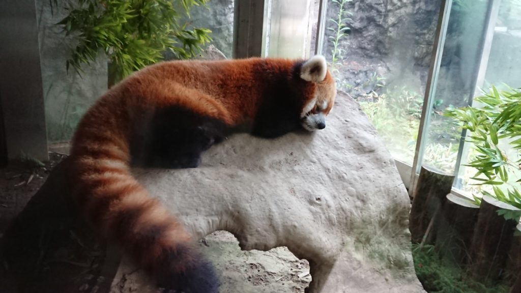 ゆめたび2019～よこはま動物園ズーラシア～動物編のサムネイル画像