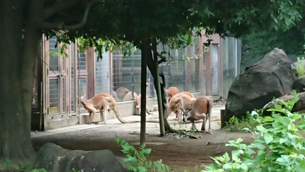 ゆめたび2019～よこはま動物園ズーラシア～お勉強タイムのサムネイル画像