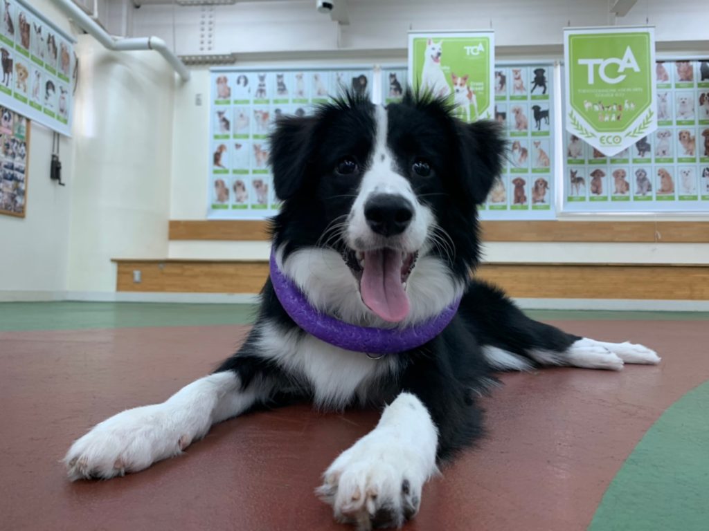 学校犬紹介～詩～のサムネイル画像