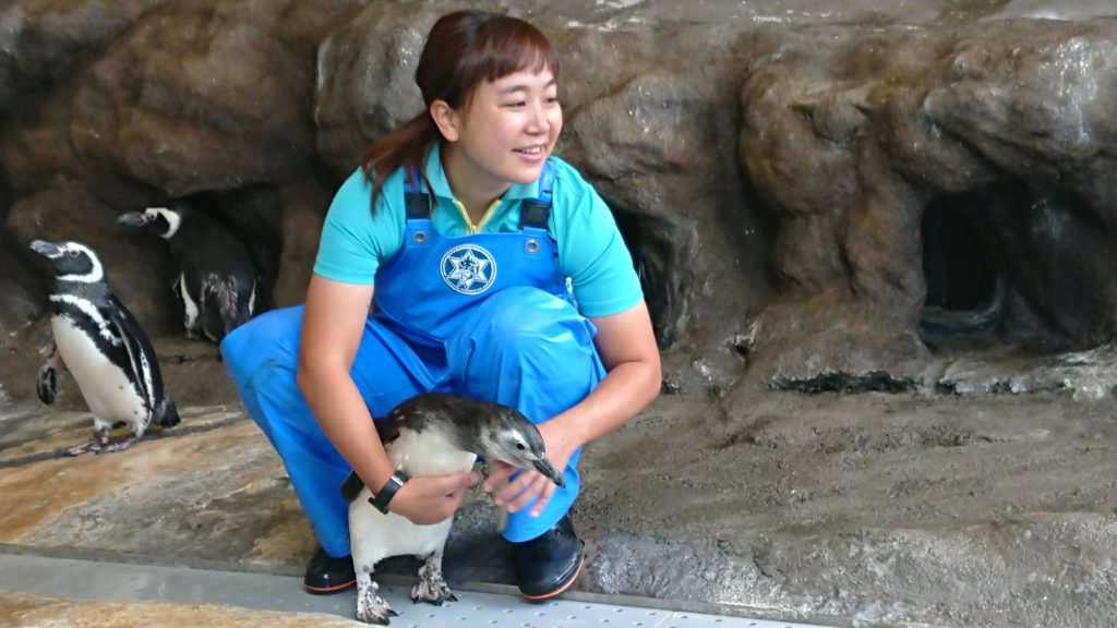 卒業生紹介！～しながわ水族館～part4のサムネイル画像