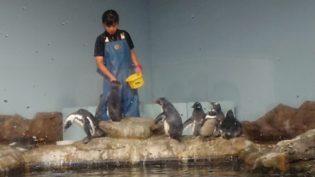 お出かけツアー！～マクセルアクアパーク品川～動物たちのサムネイル画像