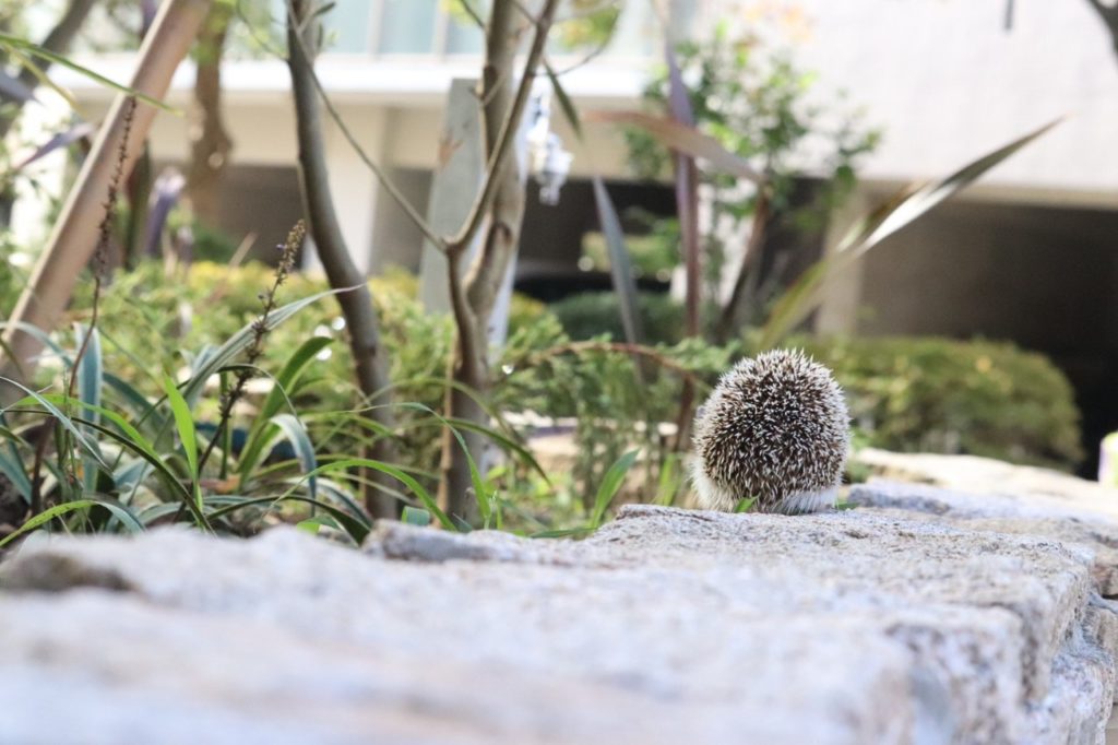 動物撮影会！のサムネイル画像