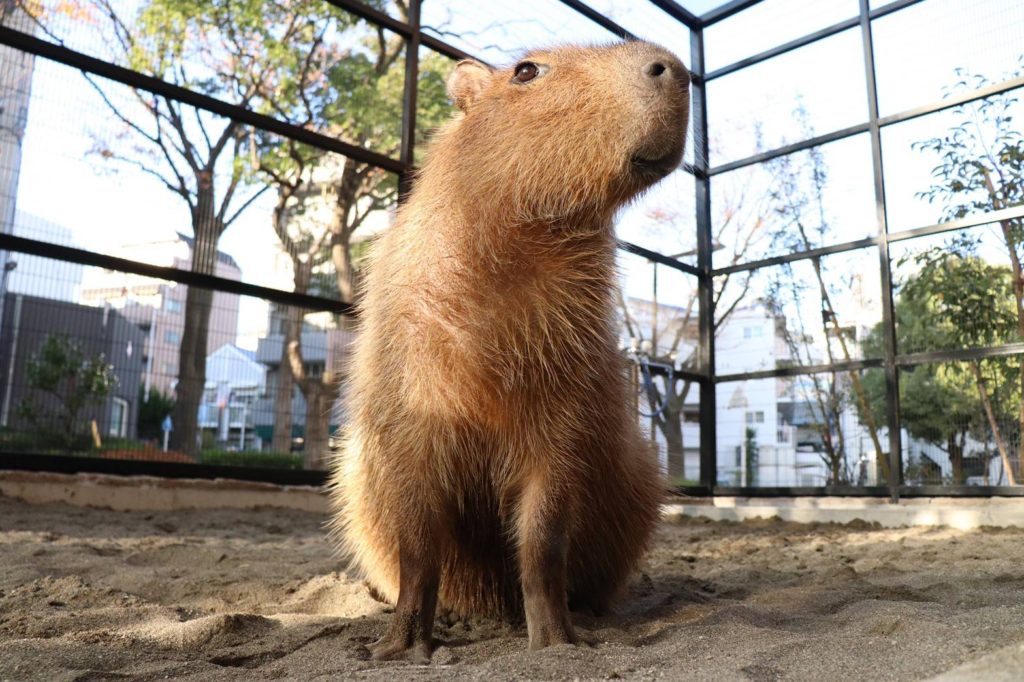 動物さんも撮影！のサムネイル画像