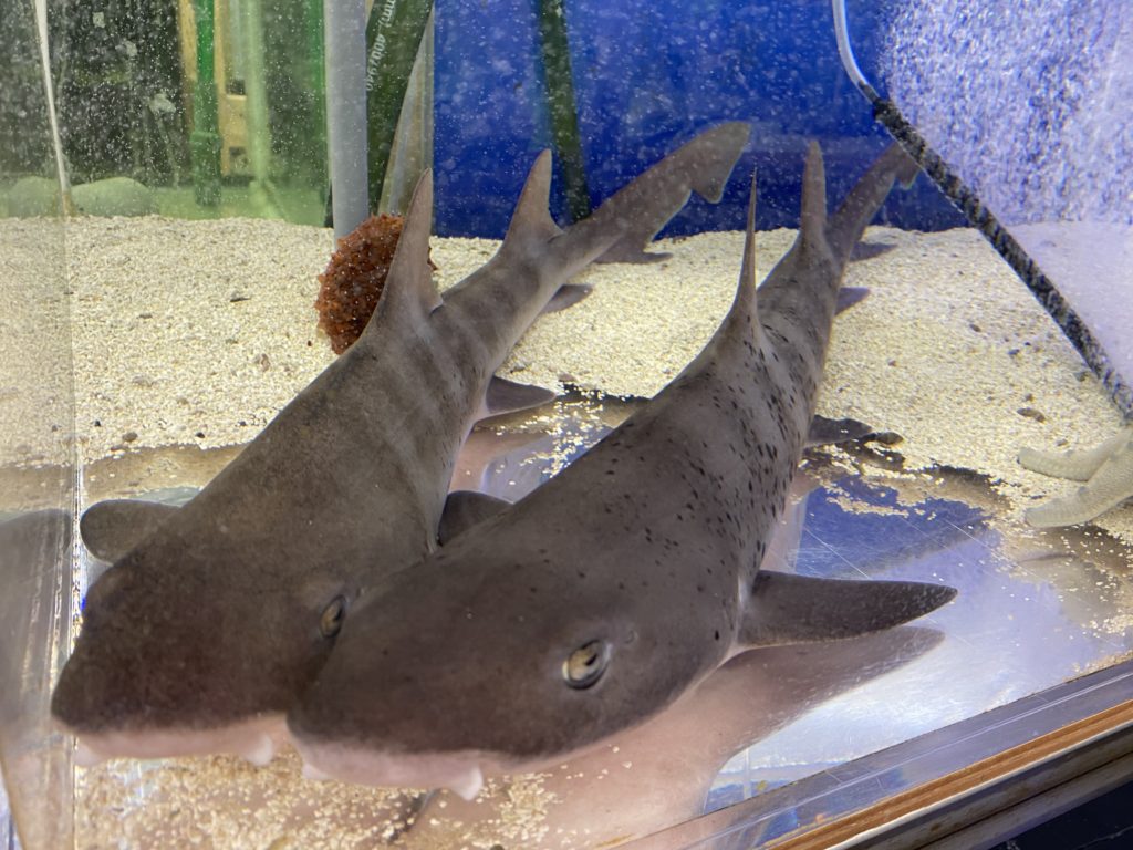 水族館のなかで・・・のサムネイル画像