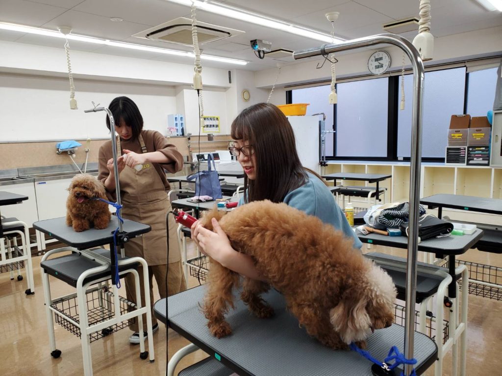 トリミングコンテスト前日のサムネイル画像