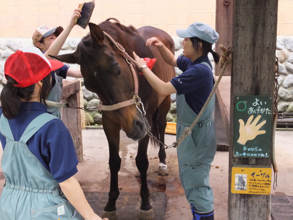 実習風景のご紹介～動物ワールド～3のサムネイル画像