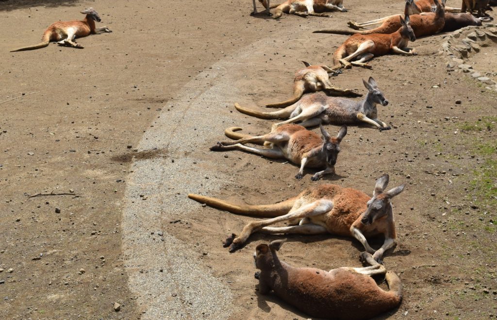 実習風景のご紹介～動物ワールド～2のサムネイル画像