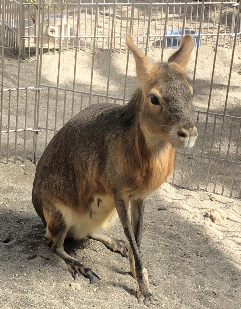 マーラさんがやってきた！のサムネイル画像