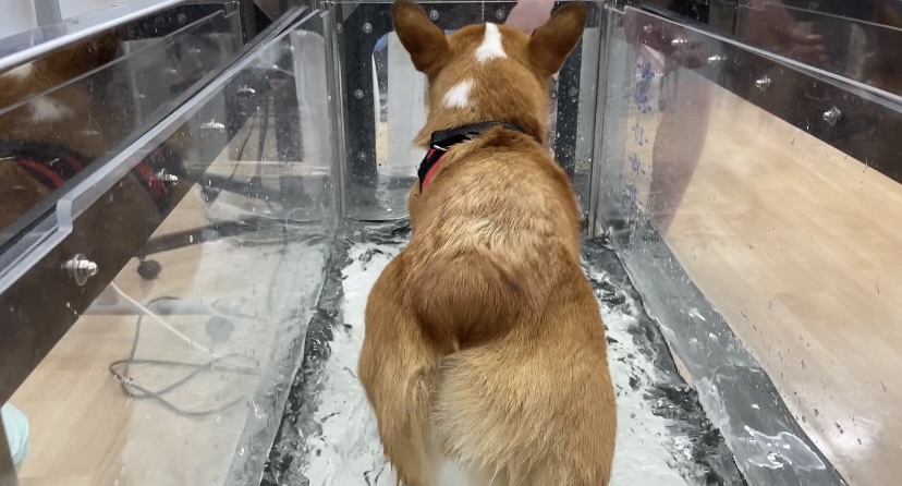 おとの水中トレッドミル体験🐶のサムネイル画像