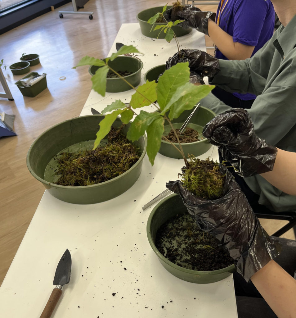 🌱ミニ盆栽づくり🌱のサムネイル画像