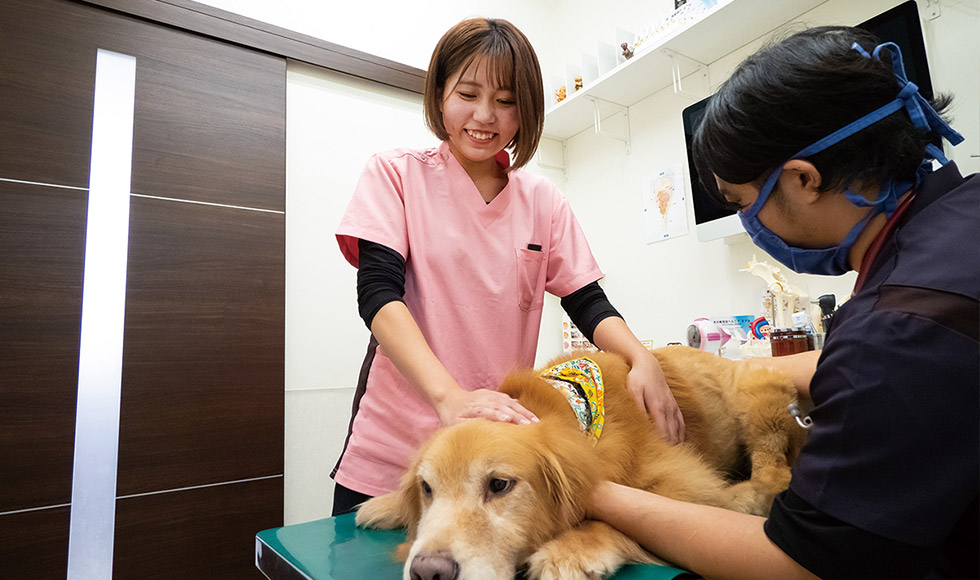 動物看護師 @ イデア動物病院のサムネイル画像